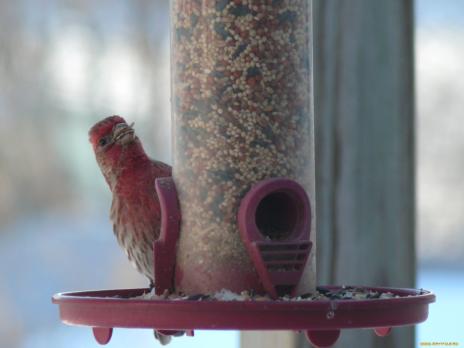 red, finch, showing, off, his, food, , 